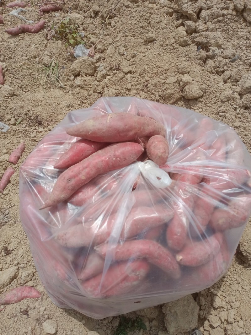 沙地半沙地大叶红西瓜红广薯87量大，品质好价格优