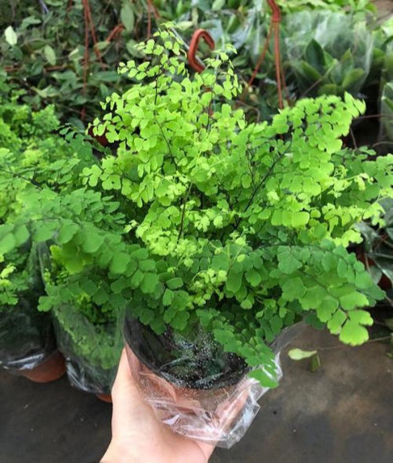 铁线蕨盆栽净化空气吸甲醛驱蚊植物办公室新房花卉室内绿植