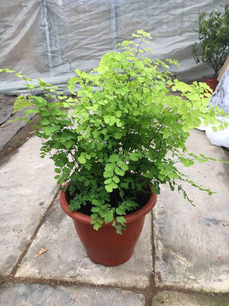 铁线蕨盆栽净化空气吸甲醛驱蚊植物办公室新房花卉室内绿植