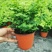 铁线蕨盆栽净化空气吸甲醛驱蚊植物办公室新房花卉室内绿植