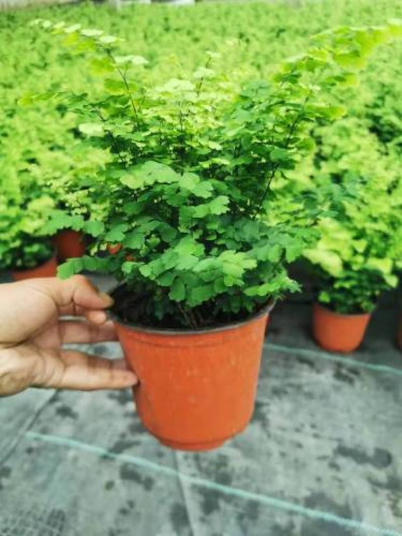 铁线蕨盆栽净化空气吸甲醛驱蚊植物办公室新房花卉室内绿植