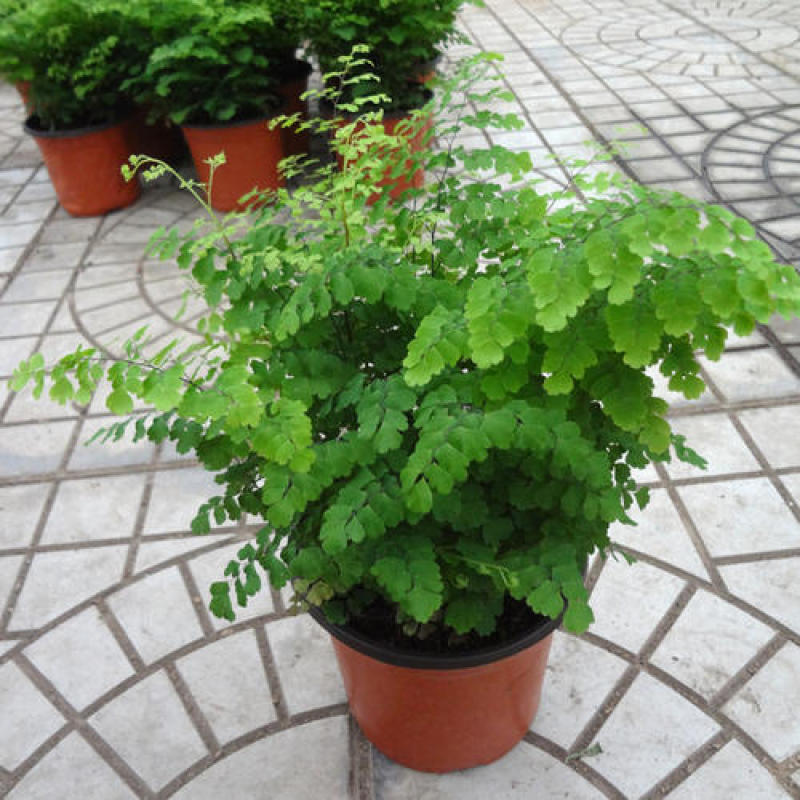 铁线蕨盆栽净化空气吸甲醛驱蚊植物办公室新房花卉室内绿植