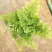 铁线蕨盆栽净化空气吸甲醛驱蚊植物办公室新房花卉室内绿植