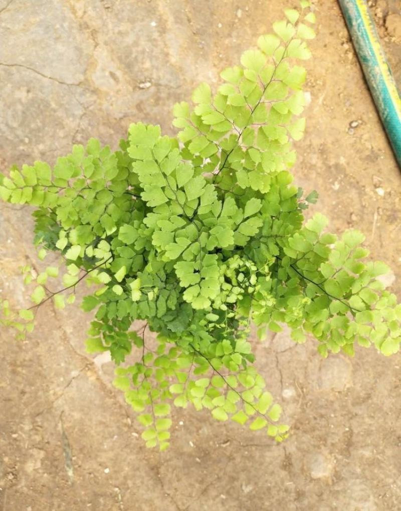 铁线蕨盆栽净化空气吸甲醛驱蚊植物办公室新房花卉室内绿植