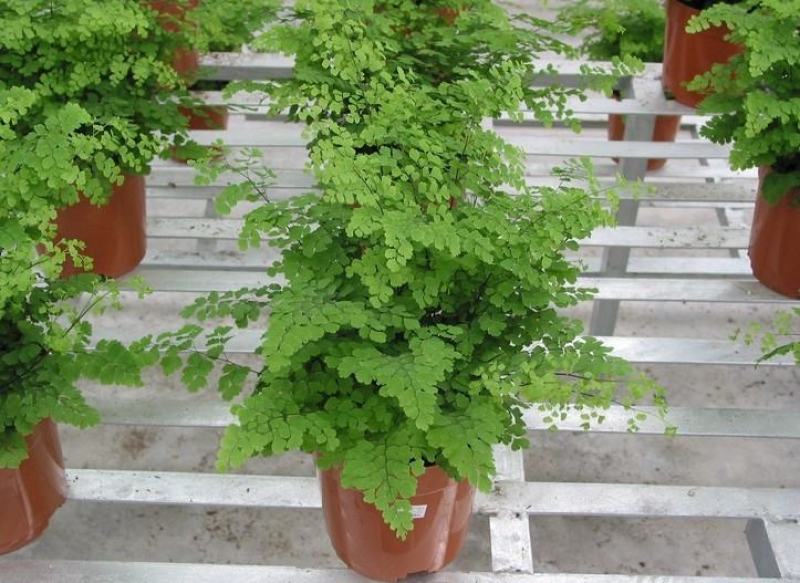 铁线蕨盆栽净化空气吸甲醛驱蚊植物办公室新房花卉室内绿植