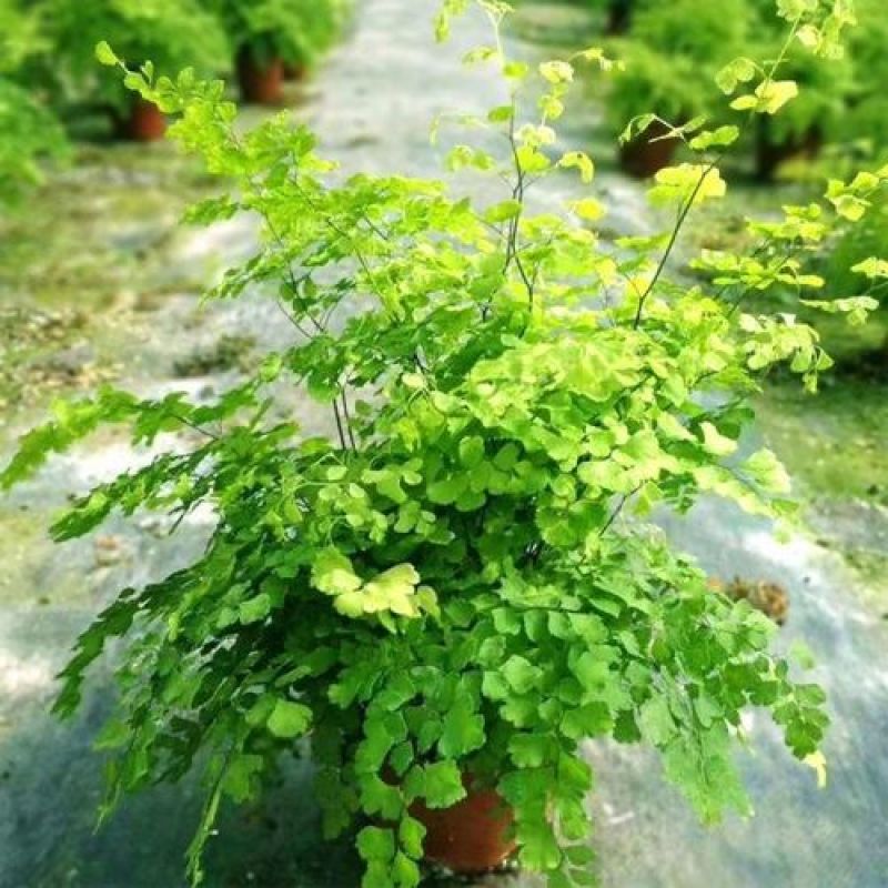 铁线蕨盆栽净化空气吸甲醛驱蚊植物办公室新房花卉室内绿植