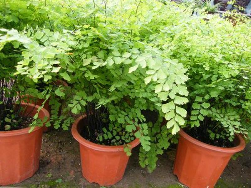 铁线蕨盆栽净化空气吸甲醛驱蚊植物办公室新房花卉室内绿植