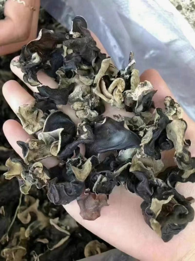 毛木耳，一件50斤有益元素含量高，发泡率高