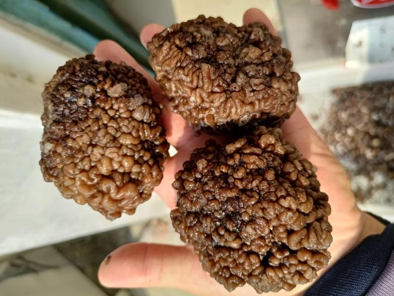 核桃菌核桃菇，猴脑菌猴脑菇玛卡菌玛咖菌产地批发零售干鲜菇
