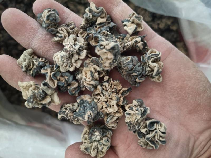 核桃菌核桃菇，猴脑菌猴脑菇玛卡菌玛咖菌产地批发零售干鲜菇