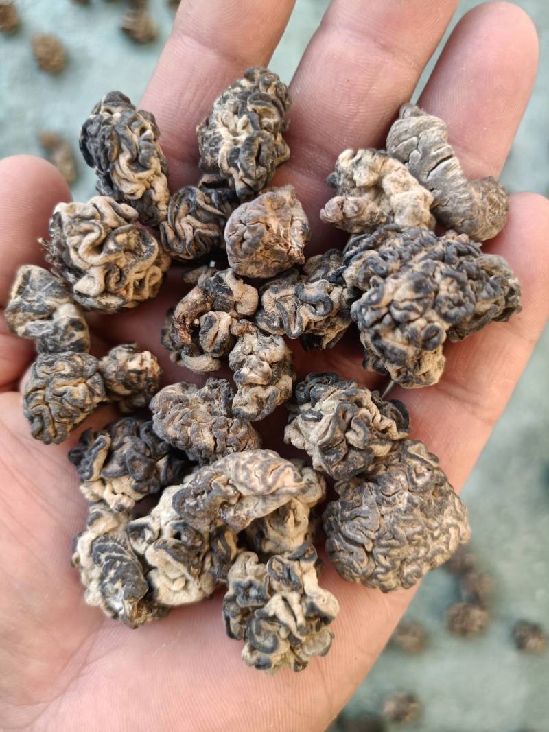 核桃菌核桃菇，猴脑菌猴脑菇玛卡菌玛咖菌产地批发零售干鲜菇