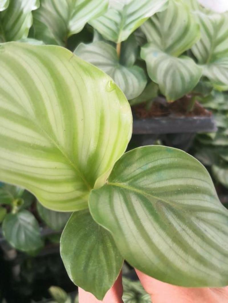 青苹果竹芋新飞羽四季常青室内绿植盆栽彩虹孔雀竹芋观叶植物