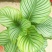 青苹果竹芋新飞羽四季常青室内绿植盆栽彩虹孔雀竹芋观叶植物