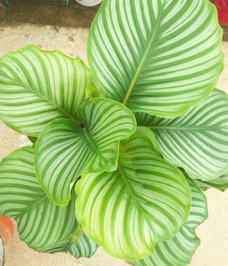 青苹果竹芋新飞羽四季常青室内绿植盆栽彩虹孔雀竹芋观叶植物