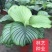 青苹果竹芋新飞羽四季常青室内绿植盆栽彩虹孔雀竹芋观叶植物