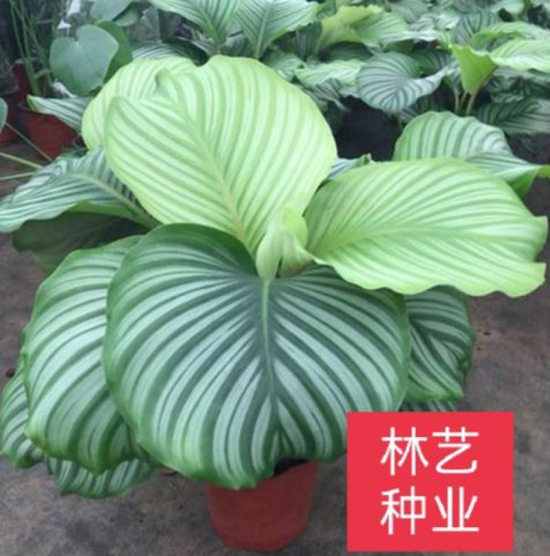 青苹果竹芋新飞羽四季常青室内绿植盆栽彩虹孔雀竹芋观叶植物