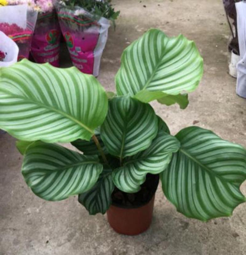 青苹果竹芋新飞羽四季常青室内绿植盆栽彩虹孔雀竹芋观叶植物