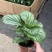 青苹果竹芋新飞羽四季常青室内绿植盆栽彩虹孔雀竹芋观叶植物
