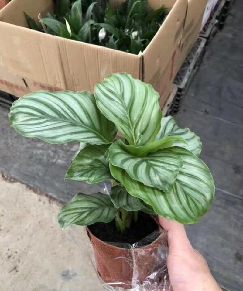 青苹果竹芋新飞羽四季常青室内绿植盆栽彩虹孔雀竹芋观叶植物