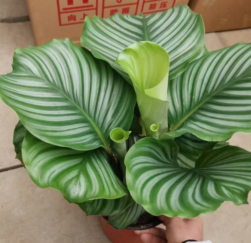 青苹果竹芋新飞羽四季常青室内绿植盆栽彩虹孔雀竹芋观叶植物