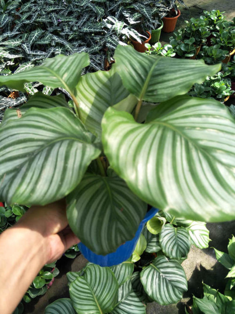 青苹果竹芋新飞羽四季常青室内绿植盆栽彩虹孔雀竹芋观叶植物