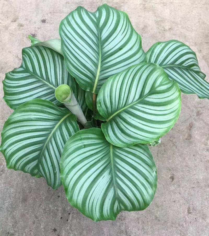 青苹果竹芋新飞羽四季常青室内绿植盆栽彩虹孔雀竹芋观叶植物