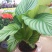青苹果竹芋新飞羽四季常青室内绿植盆栽彩虹孔雀竹芋观叶植物