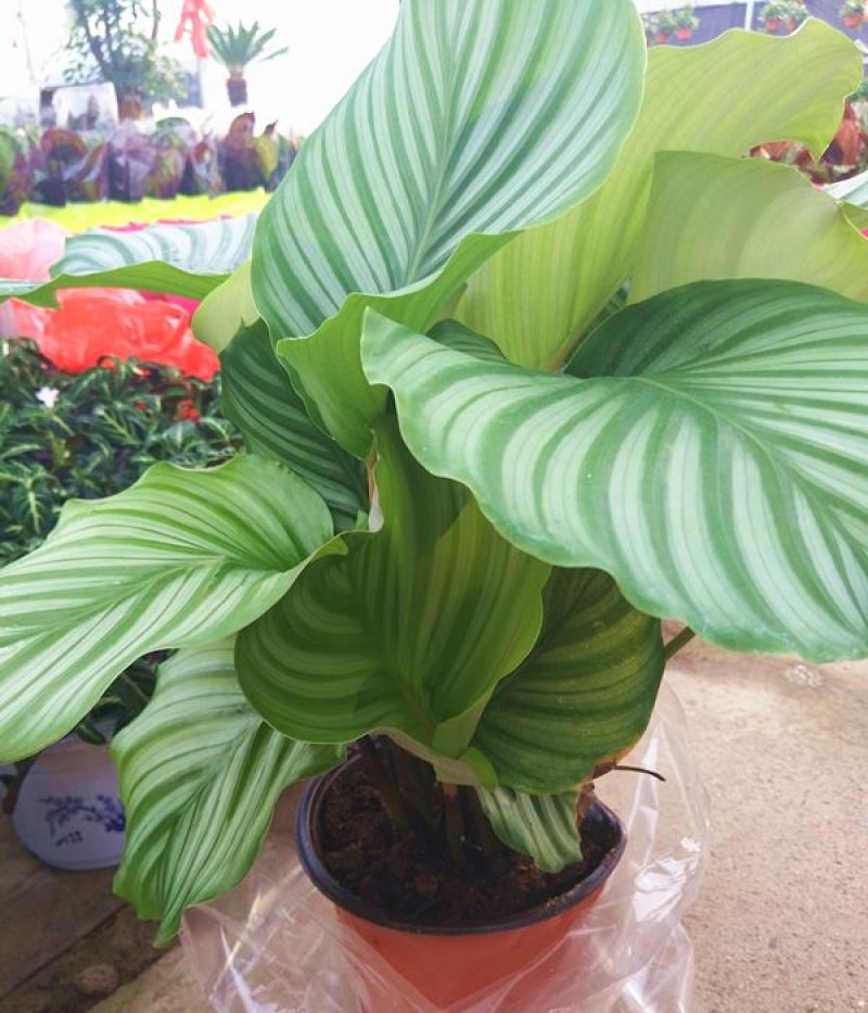 青苹果竹芋新飞羽四季常青室内绿植盆栽彩虹孔雀竹芋观叶植物