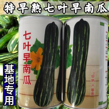 花皮七叶早长南瓜种子特早熟一叶一瓜老品种面甜基地专用