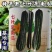 花皮七叶早长南瓜种子特早熟一叶一瓜老品种面甜基地专用