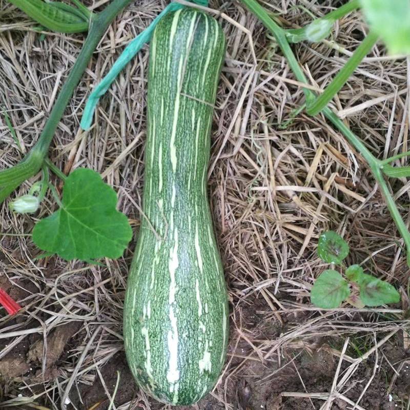 花皮七叶早长南瓜种子特早熟一叶一瓜老品种面甜基地专用