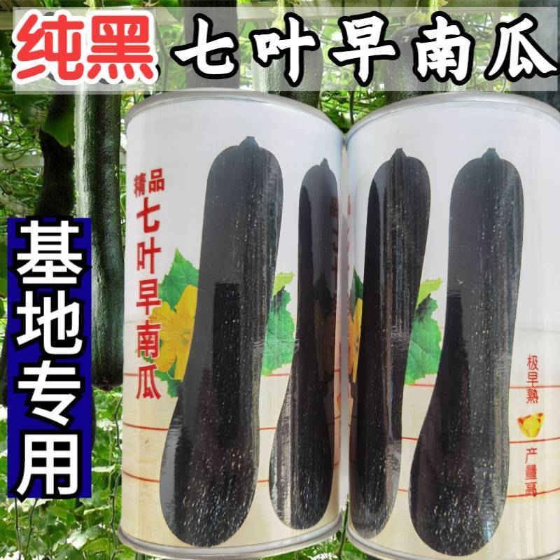 花皮七叶早长南瓜种子特早熟一叶一瓜老品种面甜基地专用