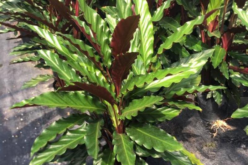 波浪竹芋盆栽室内除甲醛净化空气观叶植物好养易活
