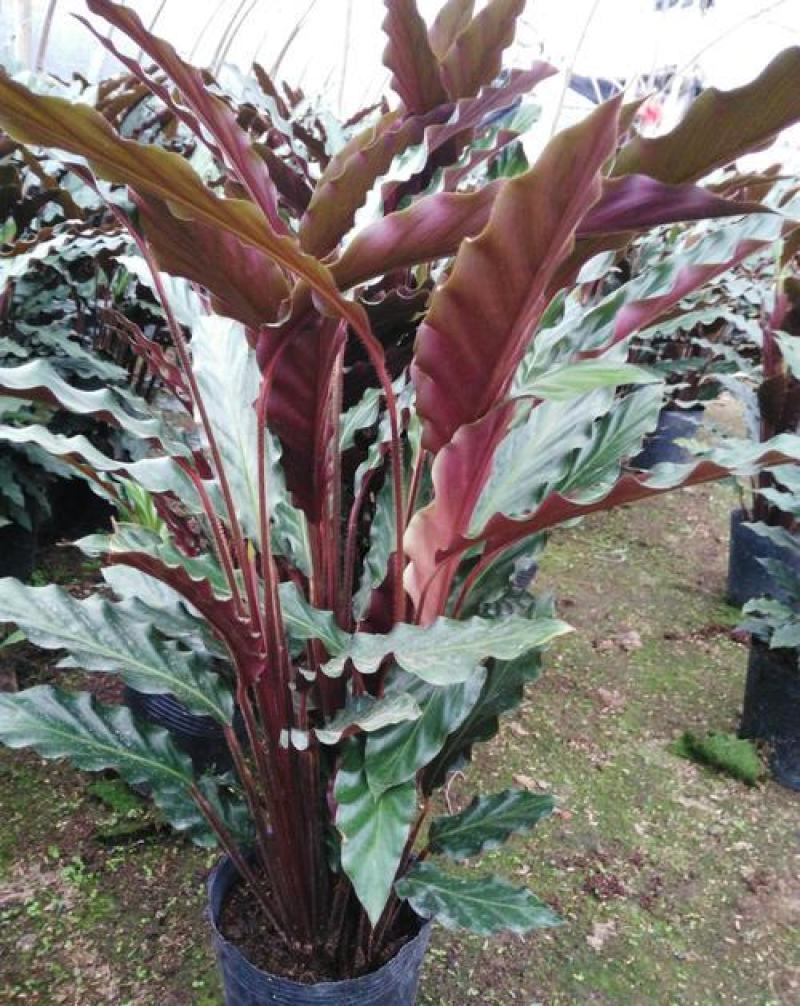波浪竹芋盆栽室内除甲醛净化空气观叶植物好养易活