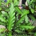 波浪竹芋盆栽室内除甲醛净化空气观叶植物好养易活