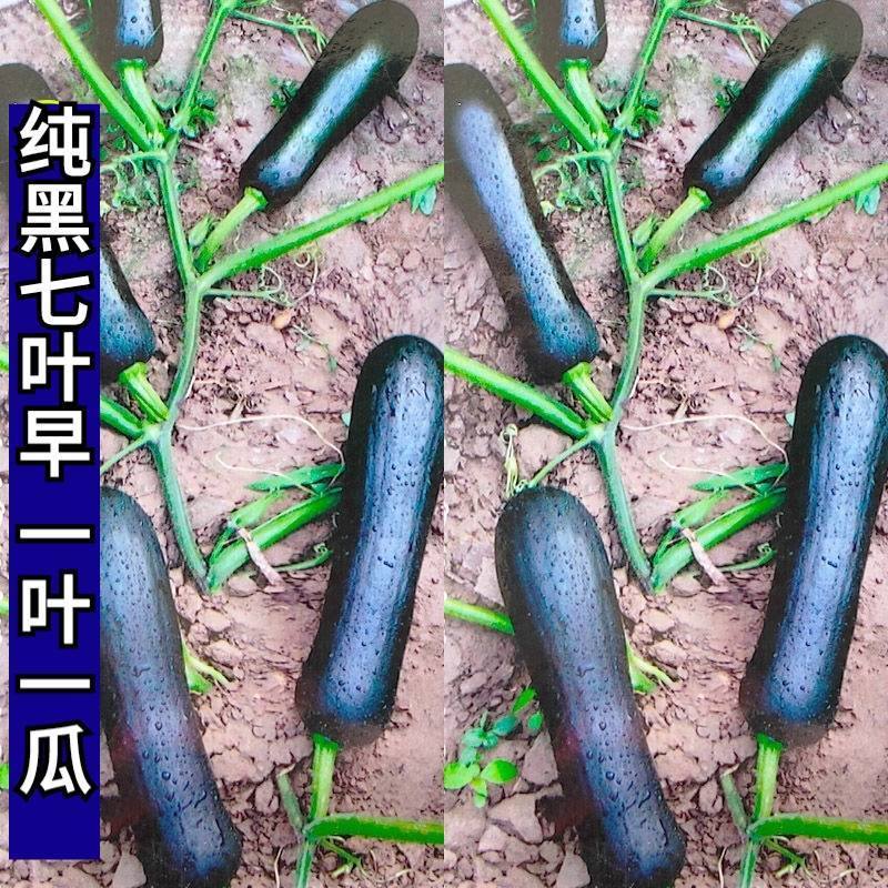 纯黑皮七叶早长南瓜种子特早熟黑长倭瓜面甜好吃南瓜种子