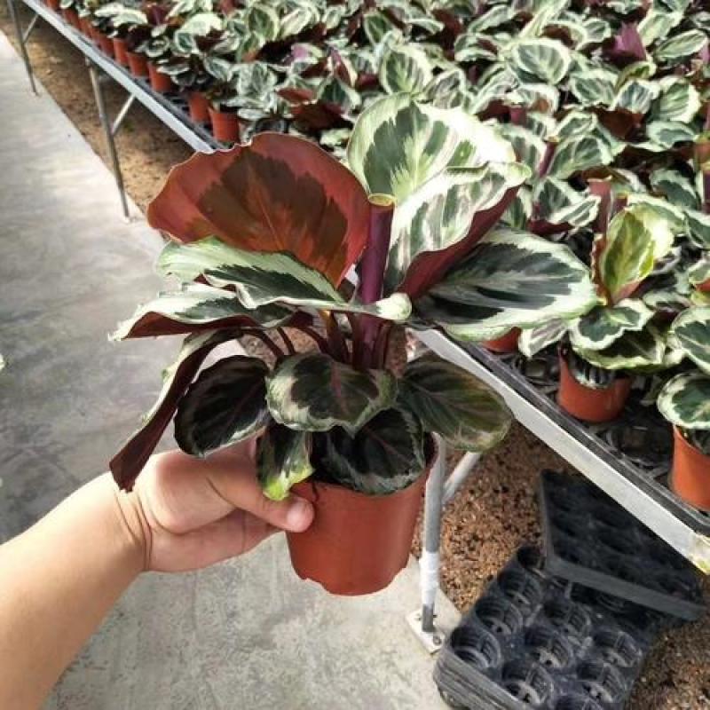 彩虹竹芋盆栽如意青苹果竹芋北欧办公室客厅好养活四季常青