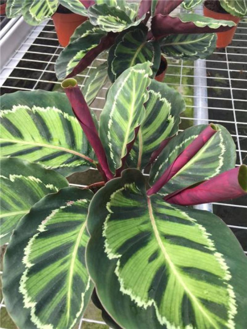 彩虹竹芋盆栽如意青苹果竹芋北欧办公室客厅好养活四季常青