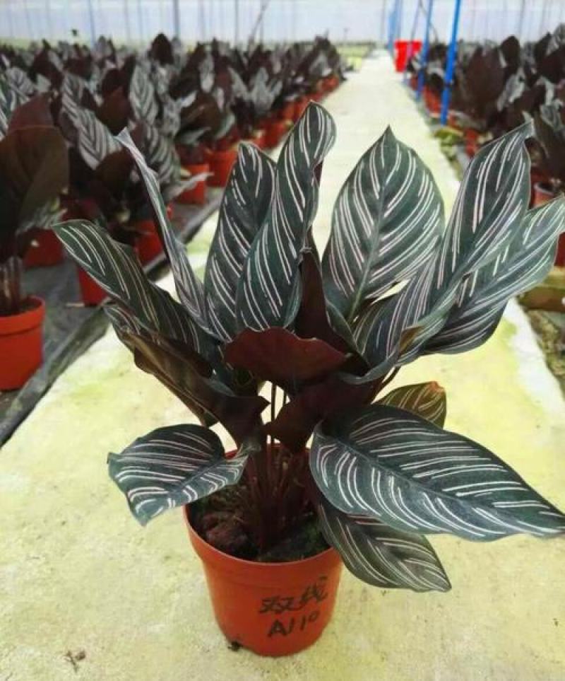 双线竹芋盆栽彩叶紫背竹芋绿化植物室内花卉客厅净化空气