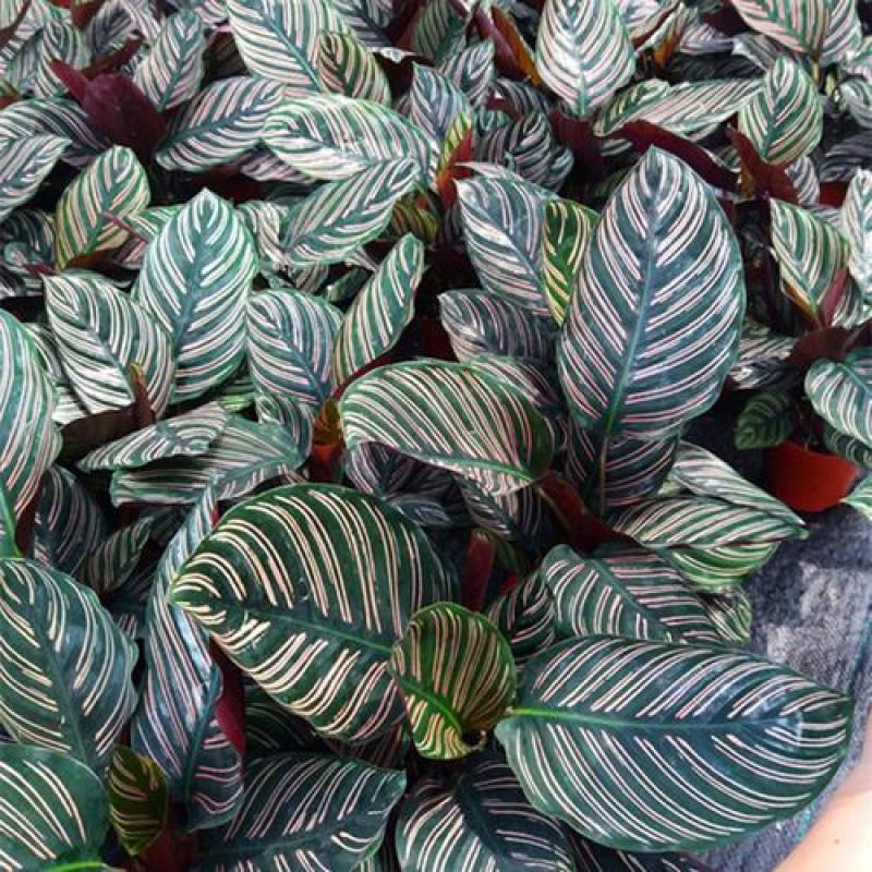 双线竹芋盆栽彩叶紫背竹芋绿化植物室内花卉客厅净化空气
