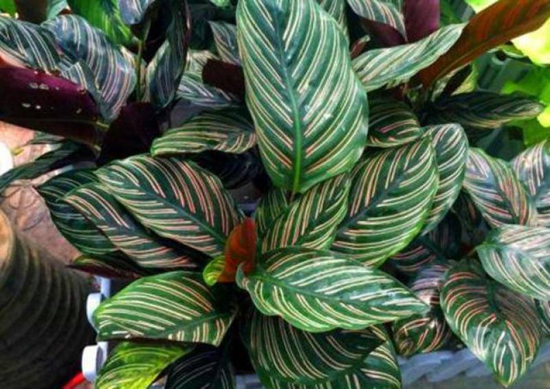 双线竹芋盆栽彩叶紫背竹芋绿化植物室内花卉客厅净化空气