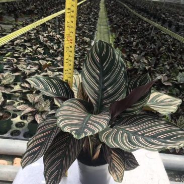 双线竹芋盆栽彩叶紫背竹芋绿化植物室内花卉客厅净化空气