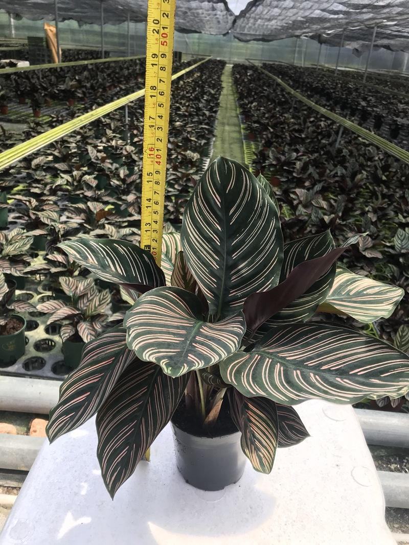 双线竹芋盆栽彩叶紫背竹芋绿化植物室内花卉客厅净化空气