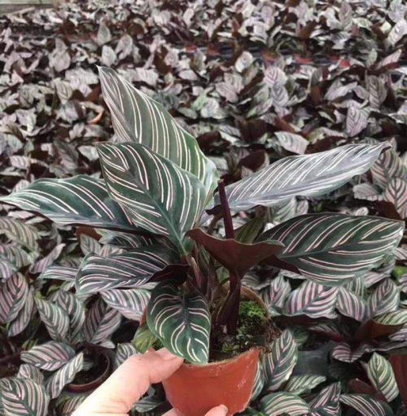 双线竹芋盆栽彩叶紫背竹芋绿化植物室内花卉客厅净化空气