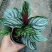 双线竹芋盆栽彩叶紫背竹芋绿化植物室内花卉客厅净化空气
