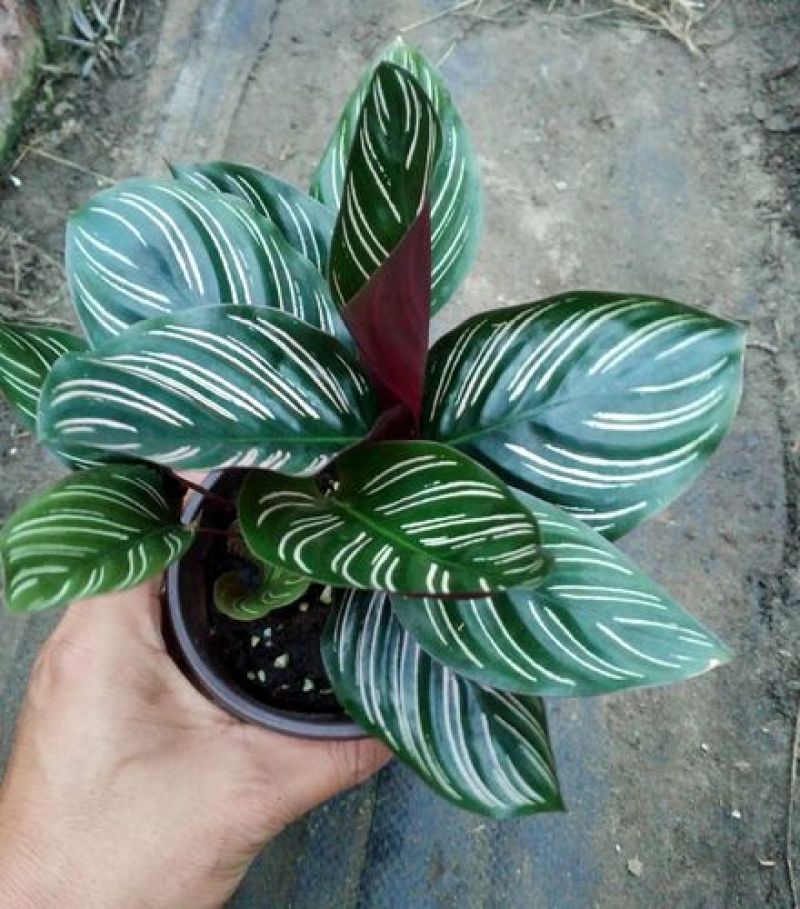 双线竹芋盆栽彩叶紫背竹芋绿化植物室内花卉客厅净化空气