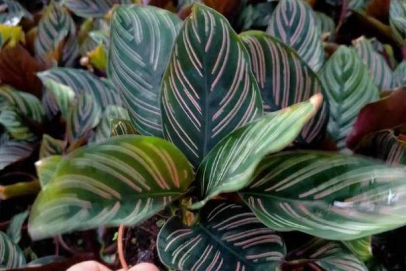 双线竹芋盆栽彩叶紫背竹芋绿化植物室内花卉客厅净化空气