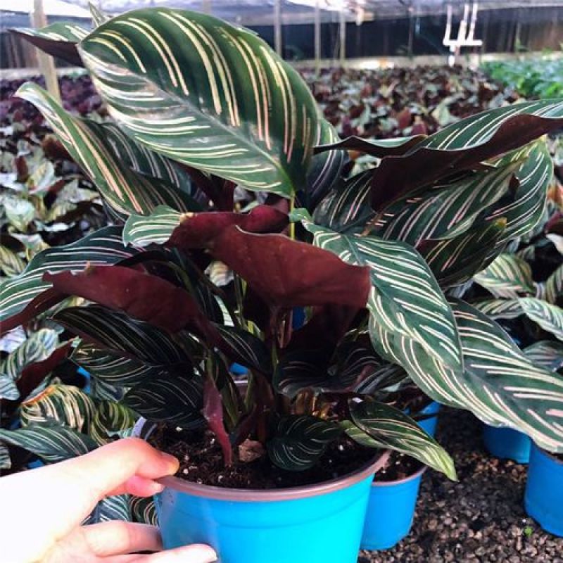 双线竹芋盆栽彩叶紫背竹芋绿化植物室内花卉客厅净化空气