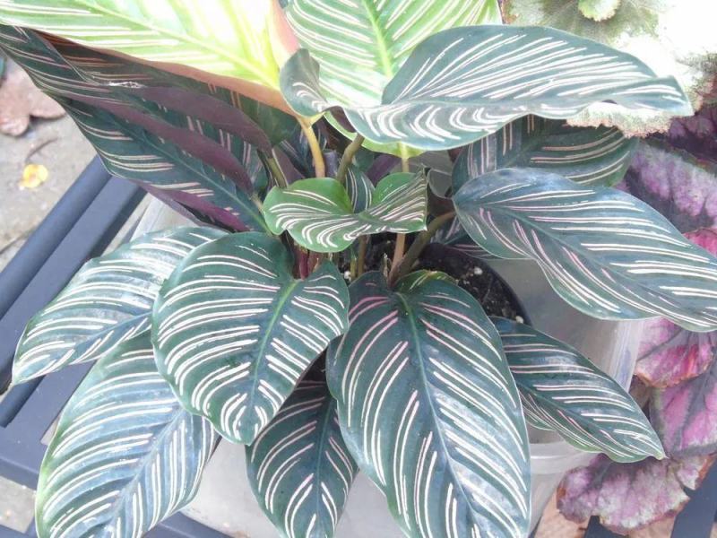 双线竹芋盆栽彩叶紫背竹芋绿化植物室内花卉客厅净化空气