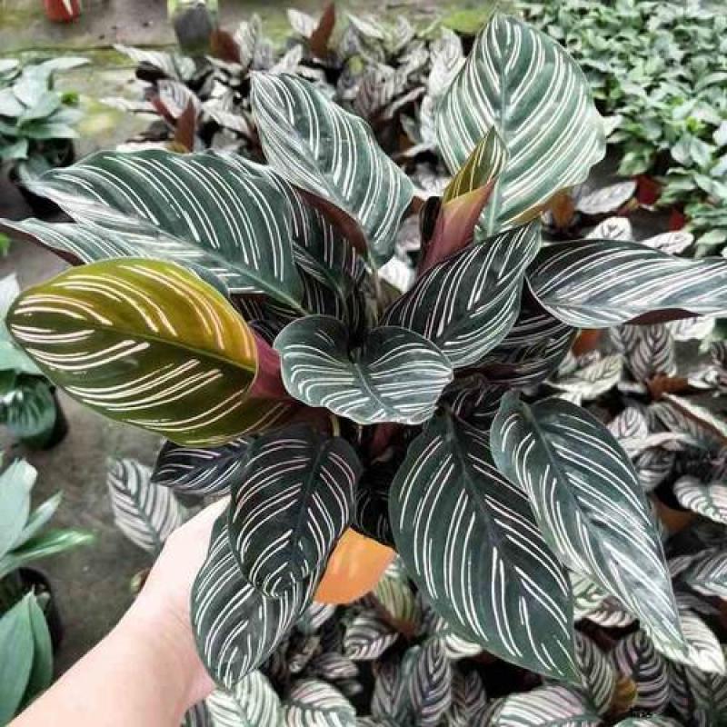 双线竹芋盆栽彩叶紫背竹芋绿化植物室内花卉客厅净化空气